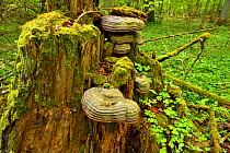 Hoof tinder fungus (Fomes fomentarius) in old mixed conifer and broadleaf forest, Punia Forest Reserve, Lithuania, May.