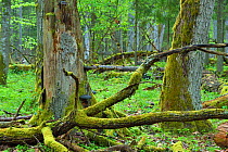 Moss covered fallen trees in old mixed conifer and broadleaf forest, Punia Forest Reserve, Lithuania, May.