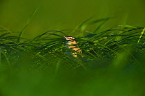 Sedge warbler (Acrocephalus schoenobaenus) in  grass habitat, Nemunas River Delta, Lithuania, May.