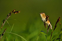 Sedge warbler (Acrocephalus schoenobaenus) singing in sedge, in its habitat, Nemunas River Delta, Lithuania, May. Vulnerable species.
