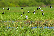 Mixed flock of White-winged black tern (Chlidonias leucopterus), Black tern (Chlidonias niger) and Whiskered tern (Chlidonias hybrida) Nemunas River Delta, Lithuania, May.