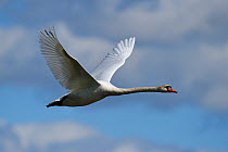 Mute swan (Cygnus olor) in flight, Nemunas River Delta, Lithuania, May.