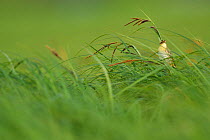 Aquatic warbler (Acrocephalus paludicola) in grass, Nemunas River Delta, Lithuania. Vulnerable species species.