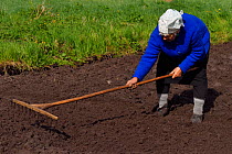Woman raking soil of her vegetable plot,  subsistence farming, Lithuania, May 2015.