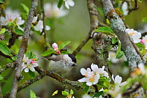 Marsh tit (Poecile palustris) perched in apple blossom, Musteika Village, Lithuania, May.