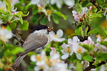 Marsh tit (Poecile palustris) perched in apple blossom with prey, Musteika Village, Lithuania, May.