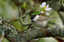Marsh tit (Poecile palustris) perched in apple blossom, Musteika Village, Lithuania, May.