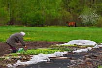 Subsistence farmer tending her vegetable plot, Musteika Village, Lithuania, March 2015.