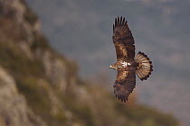 Bonelli's eagle (Aquila fasciata) in flight at feeding station for conservation purposes, Montsenis, Pre-Pyrenees, Catalonia, Spain, March.