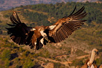 Eurasian griffon vulture (Gyps fulvus) in flight at wildlife watching and vulture feeding site, Pre-Pyrenees, Catalonia, Spain, March.