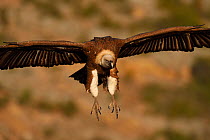 Eurasian griffon vulture (Gyps fulvus) in flight, looking down at wildlife watching and vulture feeding site, Pre-Pyrenees, Catalonia, Spain, March.