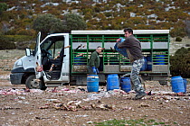 Vulture feeding site for Lammergeier (Gypaetus barbatus) Black vulture (Coragyps atratus) and Griffon vulture (Gyps fulvus) Pre-Pyrenees, Catalonia, Spain, March.