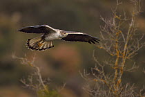 Bonelli's eagle (Aquila fasciata) in flight at feeding station for conservation purposes,  Montsenis, Pre-Pyrenees, Catalonia, Spain, March.