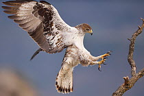 Bonelli's eagle (Aquila fasciata) landing near feeding station for conservation purposes, Montsenis, Pre-Pyrenees, Catalonia, Spain, March.