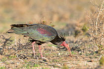 Northern bald ibis (Geronticus eremita) feeding, Morocco, Critically endangered species.