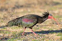 Northern bald ibis (Geronticus eremita) feeding, Morocco, Critically endangered species.