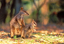 Allied rock-wallaby (Petrogale assimilis) female and joey, Queensland, Australia.