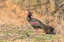 Northern bald ibis (Geronticus eremita) on ground, Morocco, Critically endangered species.