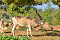 Addax (Addax nasomaculatus) profile, captive in Rabat Zoo, Morocco.  Critically endangered.
