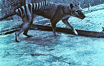 Historical photograph of the last Thylacine (Thylacinus cynocephalus) in Hobart Zoo, Tasmania, Australia. Extinct species.
