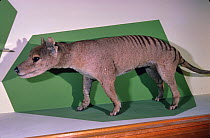 Thylacine (Thylacinus cynocephalus) specimen in Launceston Museum, Tasmania, Australia.