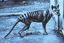 Historical photograph of the last Thylacine (Thylacinus cynocephalus) in Hobart Zoo which died in 1936, Tasmania, Australia. Extinct species.