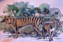 Painting of a Thylacine (Thylacinus cynocephalus) by David Hopkins. Extinct species. Editorial use only.