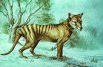Painting of a Thylacine (Thylacinus cynocephalus) by Diane Green. Extinct species. Editorial Use Only.