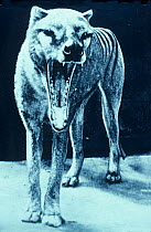 Historical photograph of Thylacine (Thylacinus cynocephalus) with mouth open. Extinct species.