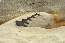 Australian sealion (Neophoca cinerea) close up of flipper in sand, Kangaroo Island,  South Australia. Endangered species.