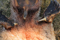 Platypus (Ornithorhynchus anatinus) spurs and cloaca,  from dead specimen,  Tasmania, Australia
