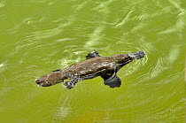 Platypus (Ornithorhynchus anatinus) swimming in lake, Tasmania, Australia.