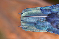 White-throated needletail (Hirundapus caudacutus) close up detail of tail, Tasmania, Australia.