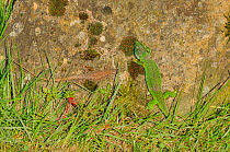European green lizard (Lacerta viridis) and European wall lizard (Podarcis muralis) France, April.