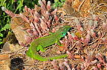 European green lizard (Lacerta viridis) amongst succulents, France.
