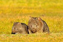 Common wombat (Vombatus ursinus) mother and joey, Tasmania, Australia