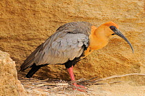 Black-faced ibis (Theristicus melanopis) profile, captive, occurs in South America