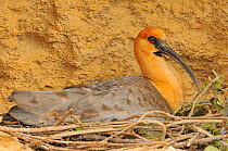 Black-faced ibis (Theristicus melanopis) profile on nest, captive, occurs in South America.