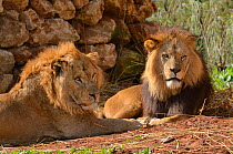 African lion (Panthera leo leo) father (left) and son, captive  in Rabat Zoo, Morocco. Darkness in mane illustrates the testosterone and dominance of the older male. Likely to be the Barbary lion (Pan...