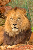 African lion (Panthera leo leo) male, captive in Rabat Zoo, Morocco. Likely to be the Barbary lion (Panthera leo leo) subspecies which is now extinct in the wild.