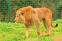 African lion (Panthera leo) male, captive in Rabat Zoo, Morocco. Likely to be the Barbary lion (Panthera leo leo) subspecies which is now extinct in the wild.