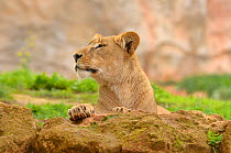 African lion (Panthera leo) female, captive in Rabat Zoo, Morocco. Likely to be the Barbary lion (Panthera leo leo) subspecies which is now extinct in the wild.