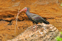 Hermit ibis (Geronticus eremita) with nesting material, near Tamri, Morocco. Critically endangered.