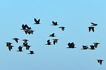 Hermit ibis (Geronticus eremita) flock in flight, Morocco. Critically endangered.