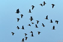 Hermit ibis (Geronticus eremita) flock in flight, Morocco. Critically endangered.