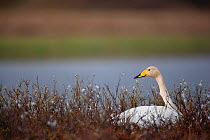 Whooper swan (Cygnus cygnus) Iceland, May.