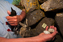 Aevar Peterson ringing Black guillemot (Cepphus grylle) Flatey Island, Breidafjordur, Iceland, June 2007. Aevar Peterson has been ringing birds on Flatey Island for 30 years.