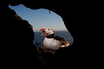 Atlantic puffin (Fratercula arctica) seen from burrow, Iceland. July.