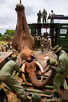 African elephant (Loxodonta africana) hanging upside down, during translocation by Kenya Wildlife Service, due to over population, Mwaluganje Reserve, Kenya. October 2006.