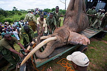 African elephant (Loxodonta africana) about to be lifted up by crane during translocation by Kenya Wildlife Service, due to over population, Mwaluganje Reserve, Kenya. October 2006.